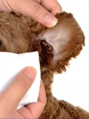 dog-ear-wipes54506291485